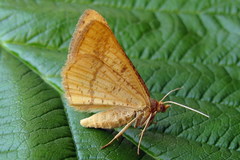 Isturgia arenacearia