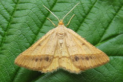 Isturgia arenacearia