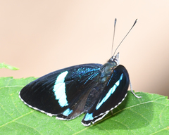 Diaethria neglecta