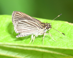 Callimormus radiola radiola