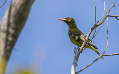 Green Oriole photo 4