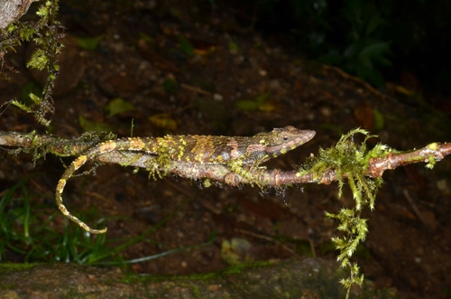 Cophotis dumbara