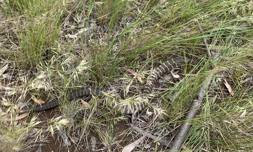Tiger Snake sighting