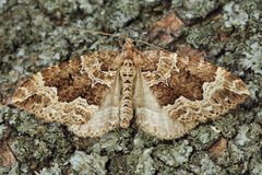 Lampropteryx suffumata