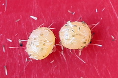 Lampropteryx suffumata