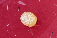 Lampropteryx suffumata