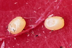 Lampropteryx suffumata