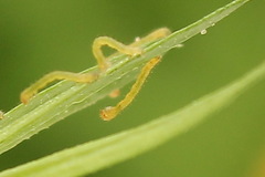 Lampropteryx suffumata