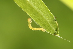 Lampropteryx suffumata