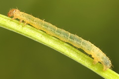 Lampropteryx suffumata