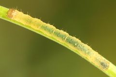 Lampropteryx suffumata