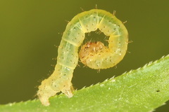 Lampropteryx suffumata