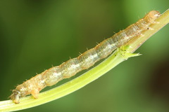 Lampropteryx suffumata