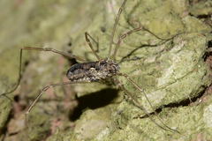 Platybunus pinetorum