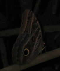 Caligo