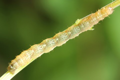 Lampropteryx suffumata