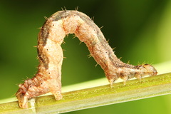 Lampropteryx suffumata