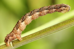 Lampropteryx suffumata