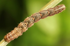 Lampropteryx suffumata