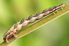 Lampropteryx suffumata