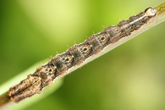 Lampropteryx suffumata