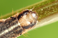 Lampropteryx suffumata