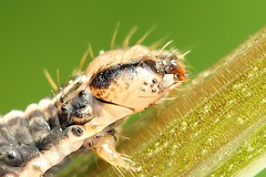 Lampropteryx suffumata