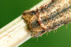 Lampropteryx suffumata