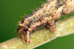 Lampropteryx suffumata