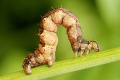 Lampropteryx suffumata