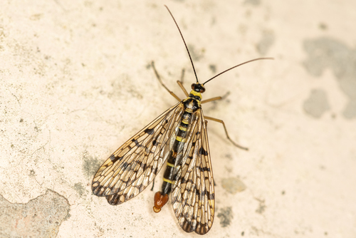 Panorpa hybrida