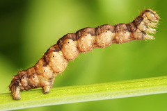 Lampropteryx suffumata