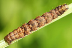 Lampropteryx suffumata