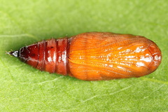 Lampropteryx suffumata