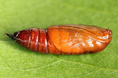 Lampropteryx suffumata