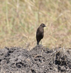 Myrmecocichla aethiops
