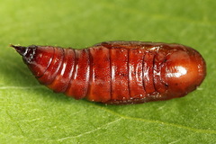 Lampropteryx suffumata