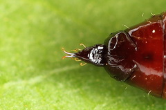 Lampropteryx suffumata