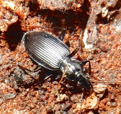 Platynus decentis
