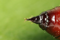 Lampropteryx suffumata