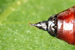 Lampropteryx suffumata