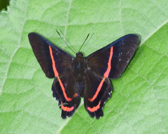 Ancyluris meliboeus