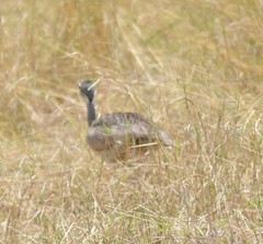 Eupodotis senegalensis