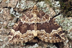 Lampropteryx suffumata