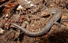 Plethodon dorsalis