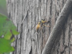 Vespa bicolor