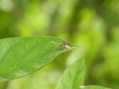 Episyrphus arcifer
