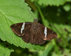 Autochton bipunctatus