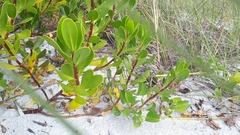 Scaevola plumieri
