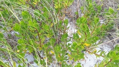 Scaevola plumieri